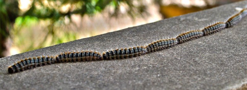 Oruga del pino procesionaria, mucha precaución! » Control de Plagas ...