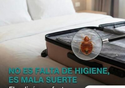 erradicar desinfectar desinfeccion chinches desintesa